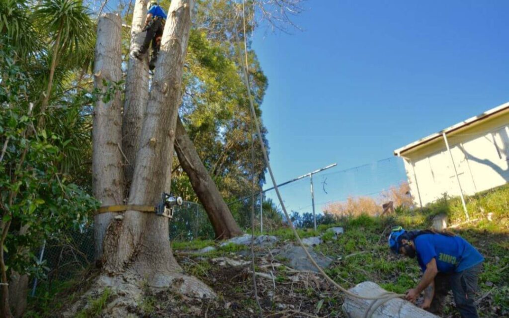 Tree Pruning