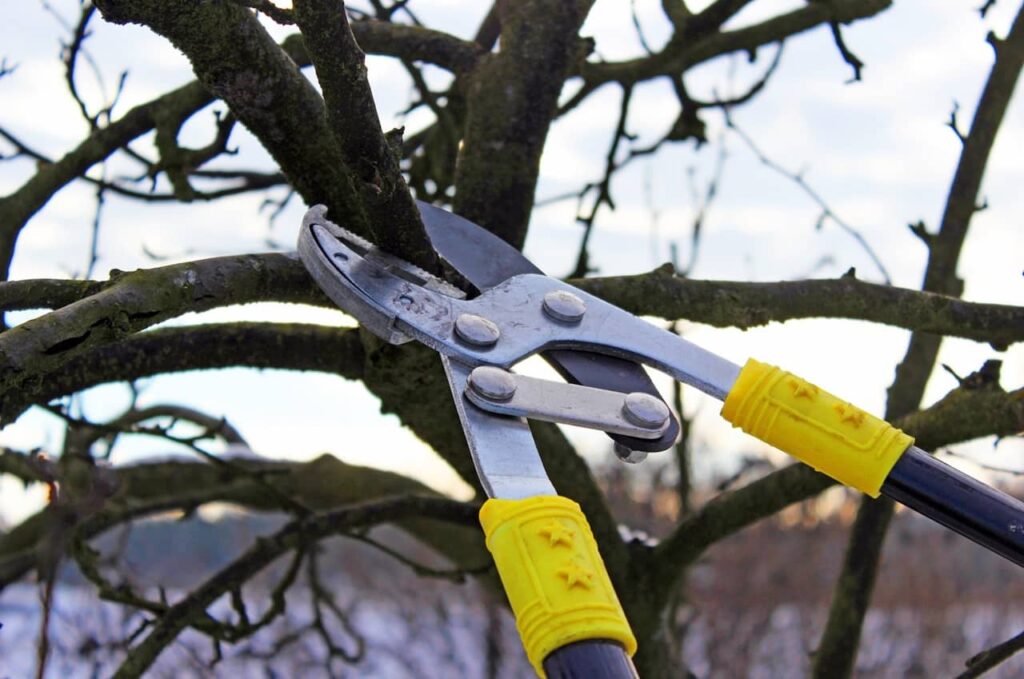 Tree Pruning