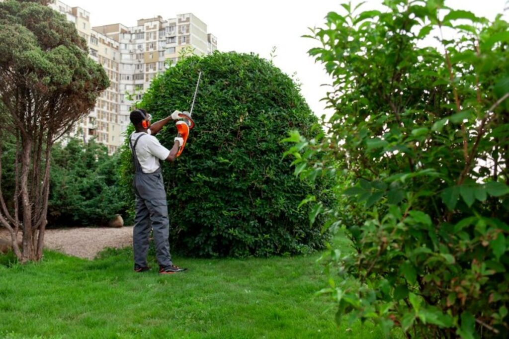 cost of hedge trimming